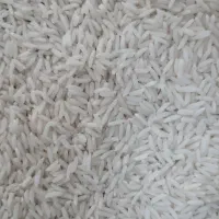 برنج هاشمی اعلا - آستانه اشرفیه