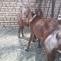 فروش بز و کره