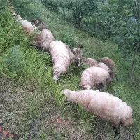فروش گوسفند