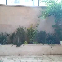 درخت محوطه هرس