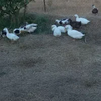 اردک تخم گذاز