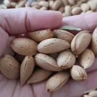 بادام تلخ