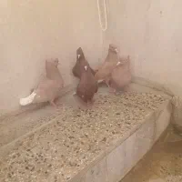 سه تا زرد و دوتا سرخن دم سفید