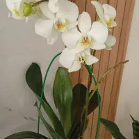 گل وگیاه