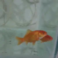 ماهی قرمز مفت