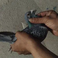 پرنده|پرنده|کاشان, کوچه باسکول|دیوار