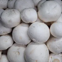 قارچ خوراکی دکمه ای درجه یک