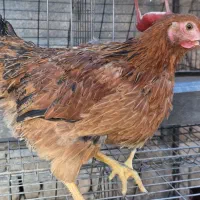 مرغ محلی گلپایگانی دم تخم واکسن خورده (تکی،تعداد)