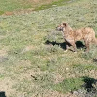 سگ سرابی