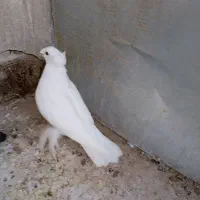 کفتر سفید نر عتیقه