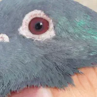 چند‌تا‌کبوتر
