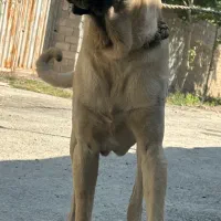 سگ سرابی نر