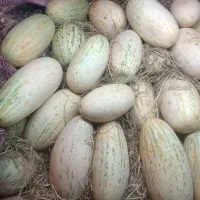 خربزه|خوردنی و آشامیدنی|هیرمند, |دیوار