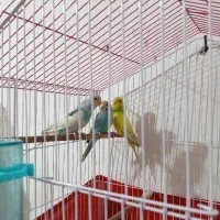 سه عدد مرغ عشق