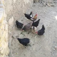 مرغ تخم گذار