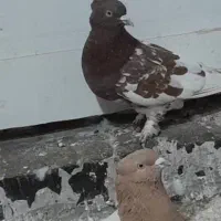 کبوتر