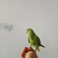 طوطی ملنگو