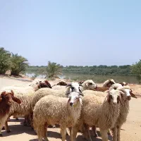 17عدد بره نر و ماده به شرط صحیح وسالم یا گوسفند