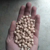 نخود سفید یکدست درجه ۱