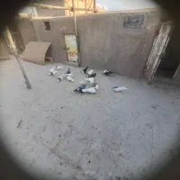 کبوتر