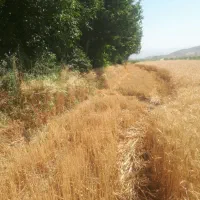 کاه گندم
