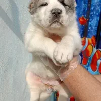 توله آلابای های روسی درشت هیکل