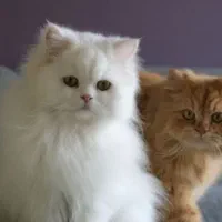 فروش گربه نر و ماده