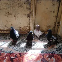 کفتر رنگه بیرونی ذات سفت قرص