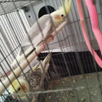 جفت|پرنده|بافق, |دیوار