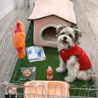 عقیم سازی نیم بها گربه سگ و خدمات دامپزشکی منطقه ۱