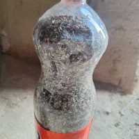 اسفند
