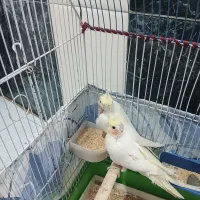 سه تا جوجه عروس هلندی دون خور شدن