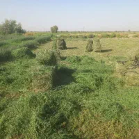 بیده ینجه