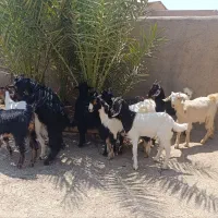 11تا بزغاله شیر مست تاز علف خور