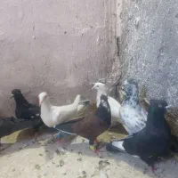 ۷تا کفتر قلدور پرشی