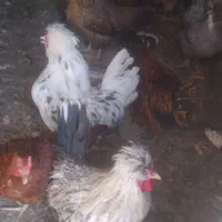 مرغ خروس سلطانی پاپرخوشکل زیر قیمت