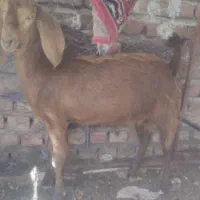 بز چاق وگوشتی.