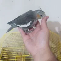عروس هلندی ،جوجه سرلاکی و نرم خور