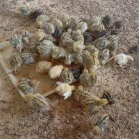 مزرعه پرورش تخصصی بلدرچین