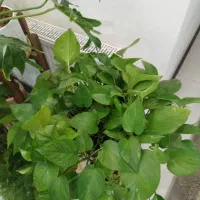 پتوس کم دردسرترین گل