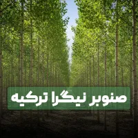 فروش صنوبر نیکرا با لیبل