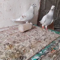 کبوتر الماسی