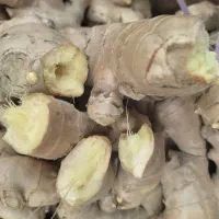 زنجبیل تازه