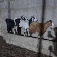 سه عدد بز داشتی