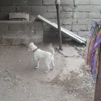 توله دنبلانی