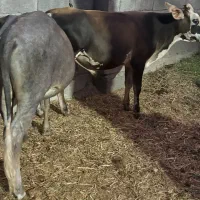 سه گوساله نر