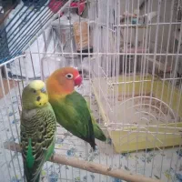 طوطی‌برزیلی‌ومرغ‌عشق