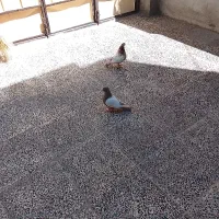 سه عدد کبوتر سالم