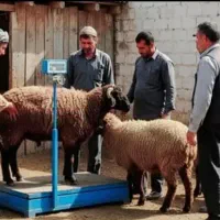 فقط تامُحرم زیرقیمت*گوسفند پرواری جوان چاق زنده