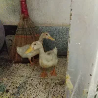 اردک ۲ماه